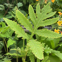 Onoclea sensibilis